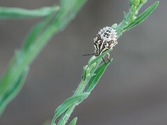 Carpocoris