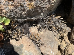 Myriopteris gracillima