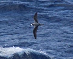 Pterodroma