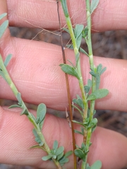 Polygonella polygama polygama