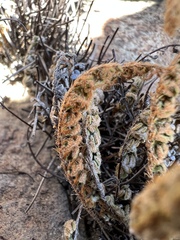 Myriopteris gracillima