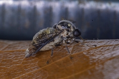 Acroceridae