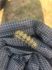 Hemileuca nevadensis