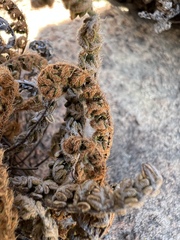 Myriopteris gracillima