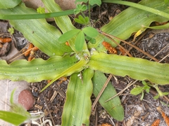 Cyanella