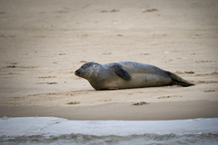 Phoca vitulina vitulina