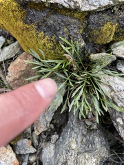Asplenium septentrionale