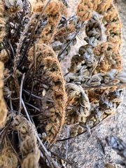 Myriopteris gracillima