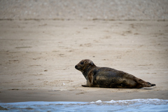 Phoca vitulina vitulina