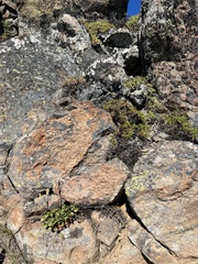 Myriopteris gracillima