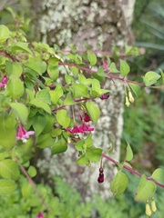 Fuchsia