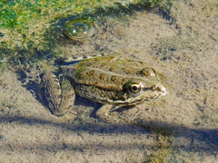 Pelophylax bedriagae