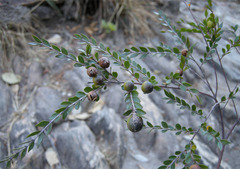 Callisthene microphylla