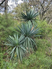Furcraea parmentieri
