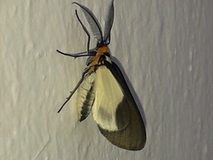 Terina doleris