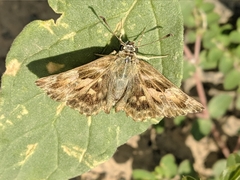 Carcharodus