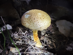 Saproamanita flavofloccosa