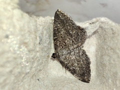 Rhoptria asperaria