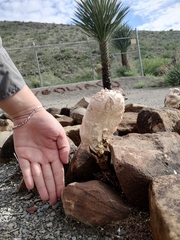Podaxis