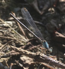 Argia apicalis
