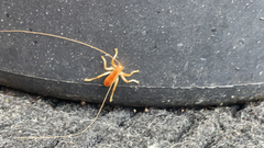Camptonotus carolinensis