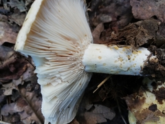 Lactarius alnicola