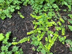 Lysimachia nummularia