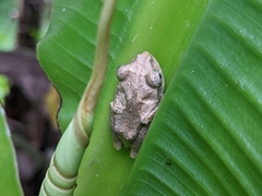 Kurixalus idiootocus