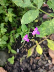 Tradescantieae