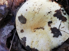 Lactarius alnicola