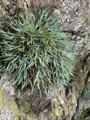 Asplenium septentrionale