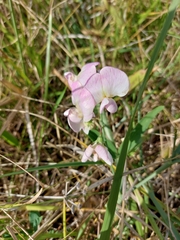Lathyrus latifolius
