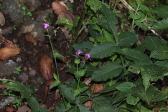 Tradescantieae