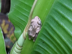 Kurixalus idiootocus