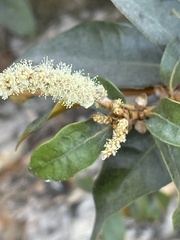 Chrysolepis chrysophylla