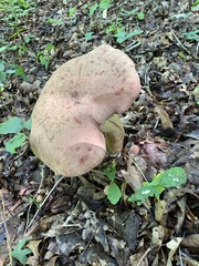 Tylopilus rubrobrunneus