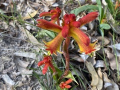 Anigozanthos humilis