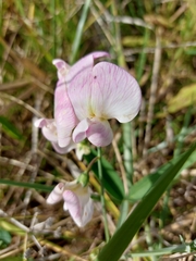 Lathyrus latifolius