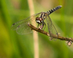 Nannothemis bella