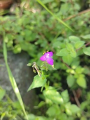 Tradescantieae