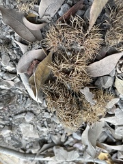 Chrysolepis chrysophylla