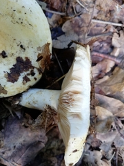 Lactarius alnicola