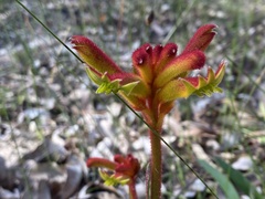 Anigozanthos humilis