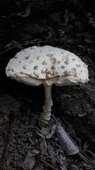 Amanita magniverrucata