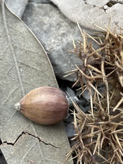 Chrysolepis chrysophylla