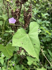 Ipomoea cordatotriloba