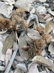 Chrysolepis chrysophylla