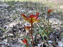 Anigozanthos humilis