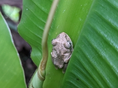 Kurixalus idiootocus