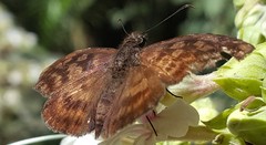 Anastrus sempiternus simplicior